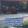 Viral Orang Utan Koleksi Solo Safari Kabur dari Kandang, Sempat Datang Warung Warga
