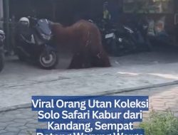 Viral Orang Utan Koleksi Solo Safari Kabur dari Kandang, Sempat Datang Warung Warga