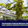 Petani Muda di Bintan Berhasil Kembangkan Lima Varietas Anggur di Seri Kuala Lobam