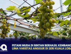 Petani Muda di Bintan Berhasil Kembangkan Lima Varietas Anggur di Seri Kuala Lobam