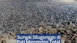 Sungai Silugonggo di Pati Mengering Total, Ribuan Ikan Sapu-Sapu Mati