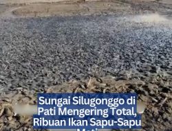 Sungai Silugonggo di Pati Mengering Total, Ribuan Ikan Sapu-Sapu Mati