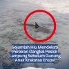 Sejumlah Hiu Mendekati Perairan Dangkal Pesisir Lampung Sebelum Gunung Anak Krakatau Erupsi