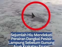 Sejumlah Hiu Mendekati Perairan Dangkal Pesisir Lampung Sebelum Gunung Anak Krakatau Erupsi