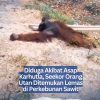 Diduga Akibat Asap Karhutla, Seekor Orang Utan Ditemukan Lemas di Perkebunan Sawit