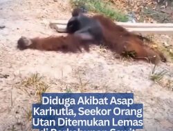 Diduga Akibat Asap Karhutla, Seekor Orang Utan Ditemukan Lemas di Perkebunan Sawit