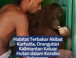 Habitat Terbakar Akibat Karhutla, Orangutan Kalimantan Keluar Hutan dalam Kondisi Kelaparan