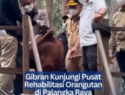 Gibran Kunjungi Pusat Rehabilitasi Orangutan di Palangka Raya