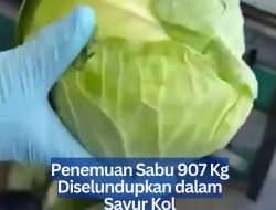 Penemuan Sabu 907 Kg Diselundupkan dalam Sayur Kol