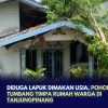 Diduga Lapuk Dimakan Usia, Pohon Mangga Tumbang Timpa Rumah Warga di Tanjungpinang