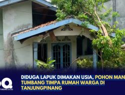 Diduga Lapuk Dimakan Usia, Pohon Mangga Tumbang Timpa Rumah Warga di Tanjungpinang