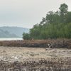 Satreskrim Polres Anambas Selidiki Dugaan Penebangan Ratusan Mangrove di Desa Piabung