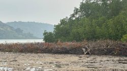 Satreskrim Polres Anambas Selidiki Dugaan Penebangan Ratusan Mangrove di Desa Piabung