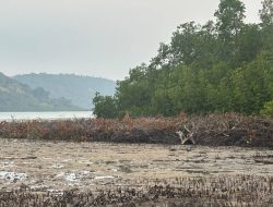 Satreskrim Polres Anambas Selidiki Dugaan Penebangan Ratusan Mangrove di Desa Piabung