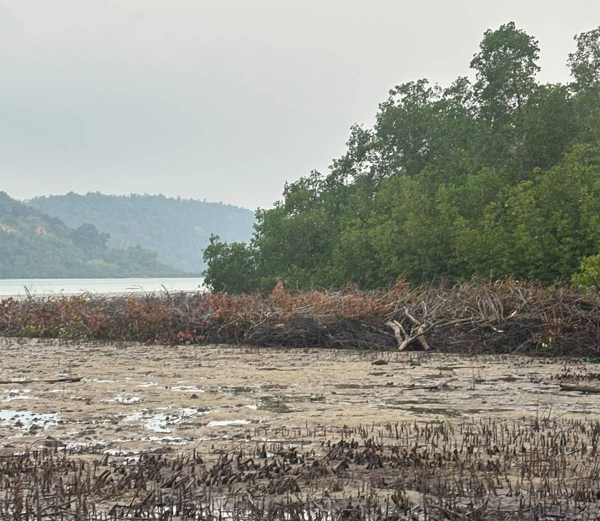 Satreskrim Polres Anambas Selidiki Dugaan Penebangan Ratusan Mangrove di Desa Piabung.