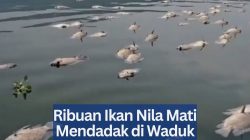 ‎Ribuan Ikan Nila Mati Mendadak di Waduk Cirata Jabar Diduga Akibat Upwelling