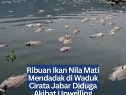 ‎Ribuan Ikan Nila Mati Mendadak di Waduk Cirata Jabar Diduga Akibat Upwelling