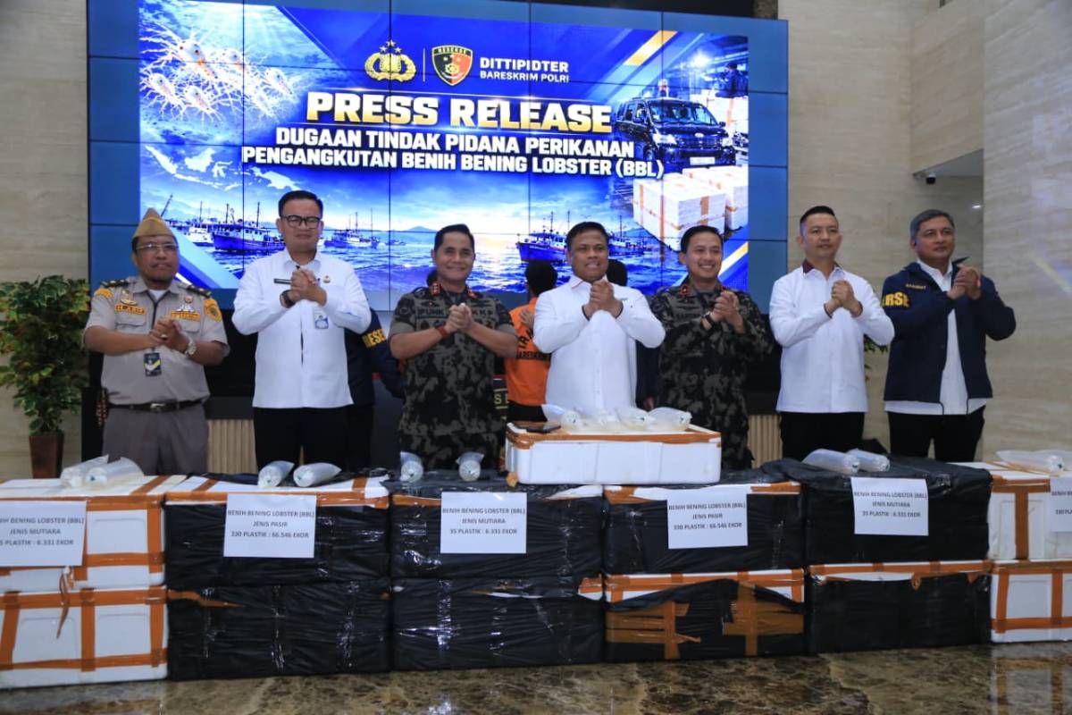 Dua Pelaku Penyeludupan Baby Lobster Lintas Negara Ditangkap Dittipidter Bareskrim Polri.