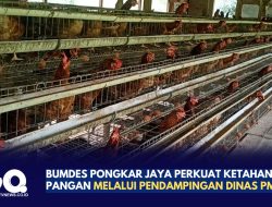 BUMDes Pongkar Jaya Perkuat Ketahanan Pangan Melalui Pendampingan Dinas PMD