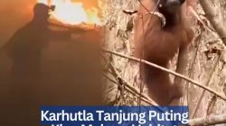 Karhutla Tanjung Puting Kian Meluas, Habitat Orang Utan Terancam