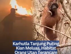 Karhutla Tanjung Puting Kian Meluas, Habitat Orang Utan Terancam