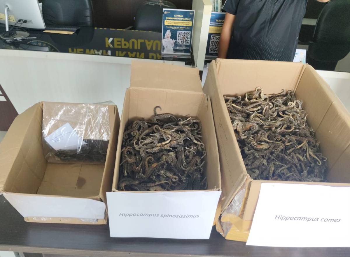 Penyeludupan 1.728 Ekor Kuda Laut Kering Digagalkan di Bandara RHF Tanjungpinang.