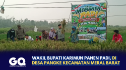 Wakil Bupati Karimun Panen Padi di Desa Pangke Kecamatan Meral Barat