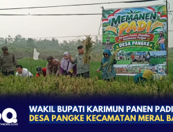 Wakil Bupati Karimun Panen Padi di Desa Pangke Kecamatan Meral Barat