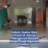Heboh, Seekor Babi Hutan di Jateng Mengamuk Masuk Mesjid Rusak Sejumlah Fasilitas