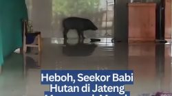 Heboh, Seekor Babi Hutan di Jateng Mengamuk Masuk Mesjid Rusak Sejumlah Fasilitas