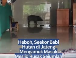 Heboh, Seekor Babi Hutan di Jateng Mengamuk Masuk Mesjid Rusak Sejumlah Fasilitas