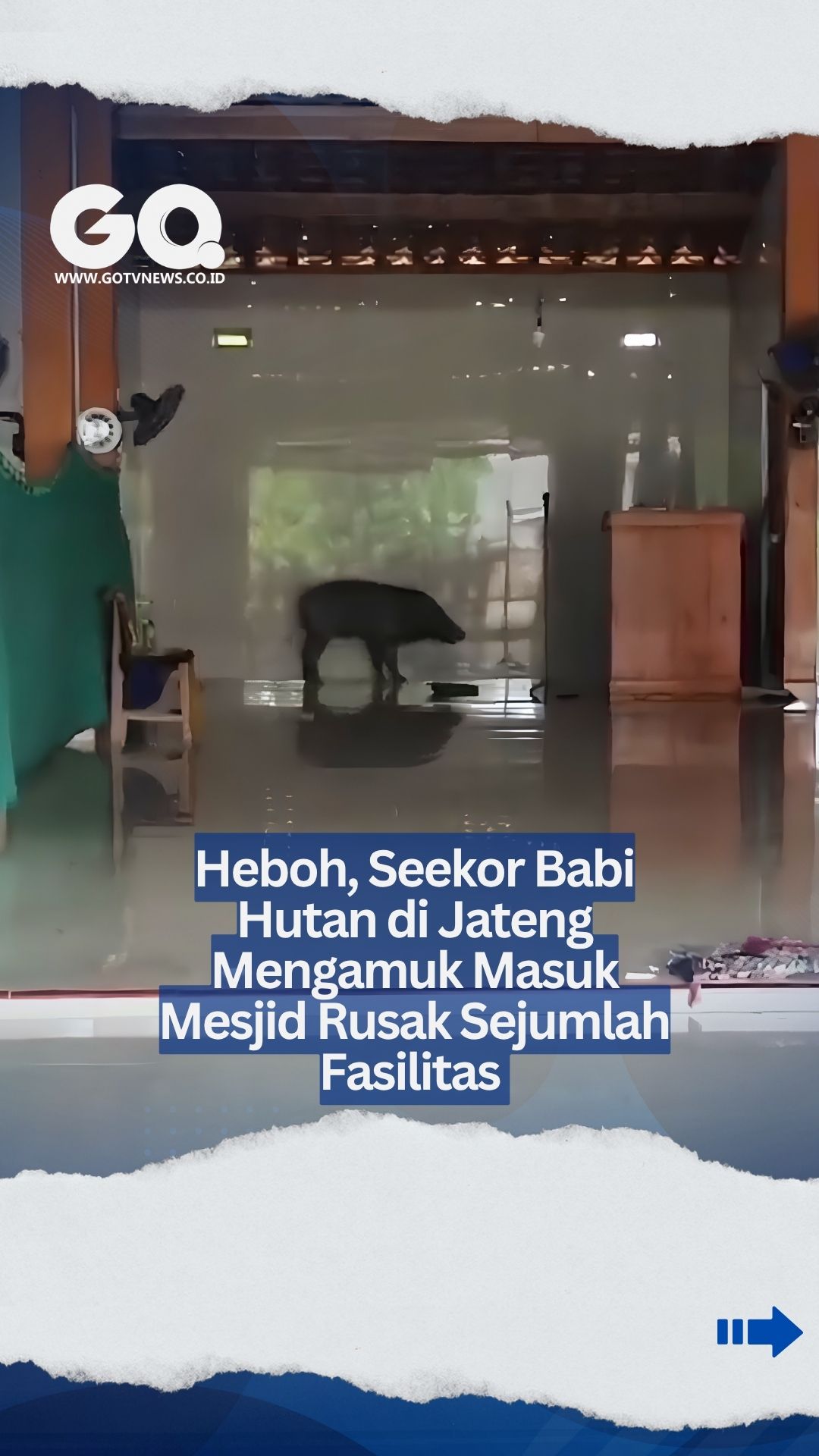 Heboh, Seekor Babi Hutan di Jateng Mengamuk Masuk Mesjid Rusak Sejumlah Fasilitas.
